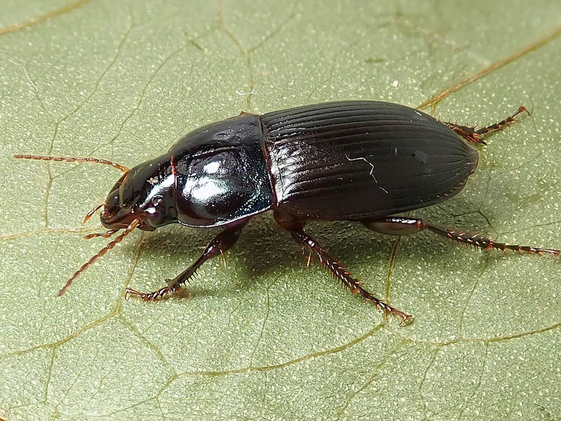 Carabidae: ancora un Harpalus:     Harpalus dimidiatus, femmina